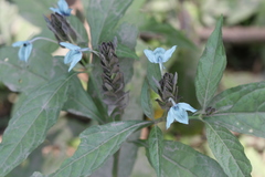 Ecbolium ligustrinum